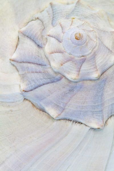 USA, Washington Close-up of pastel seashell